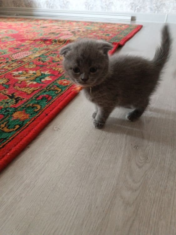Котята британская шиншила — 3