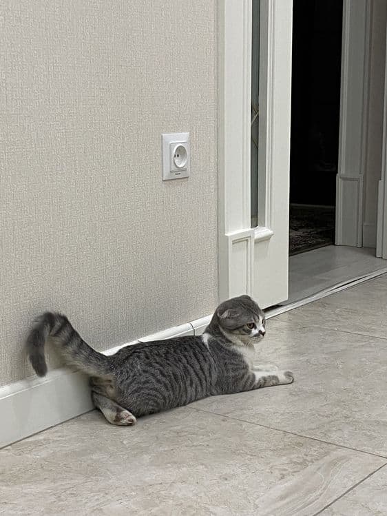 Кошка вислоухая скотиш фолд — 1