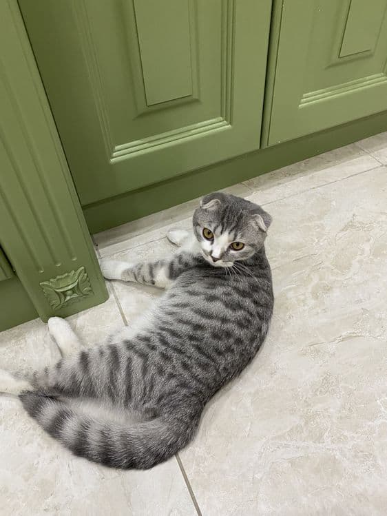 Кошка вислоухая скотиш фолд — 2