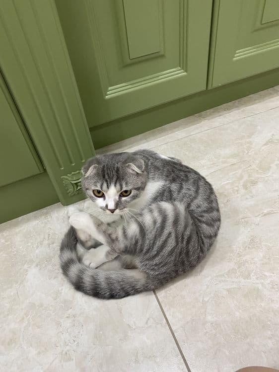 Кошка вислоухая скотиш фолд — 3