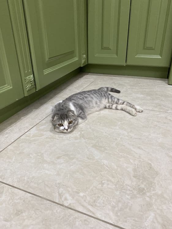 Кошка вислоухая скотиш фолд — 4
