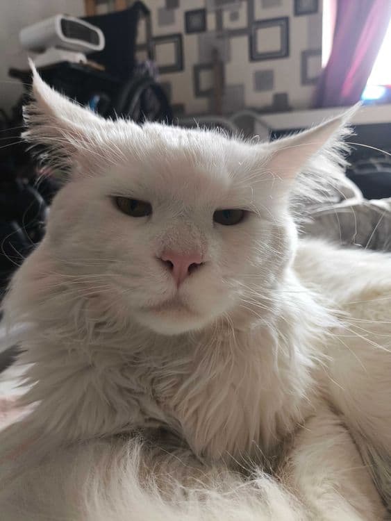 Мейн кун кот на вязку — 3