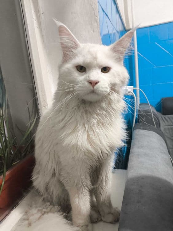 Мейн кун кот на вязку — 4