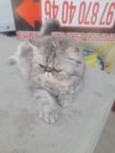 Кошка персинское