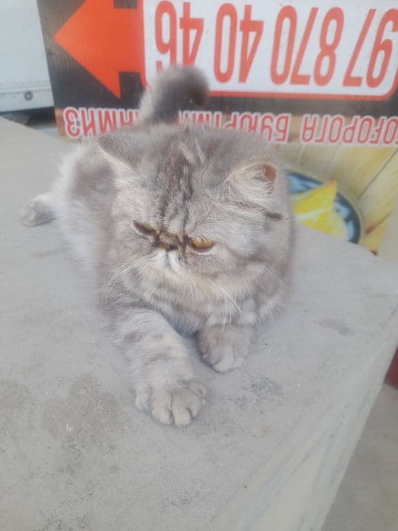 Кошка персинское