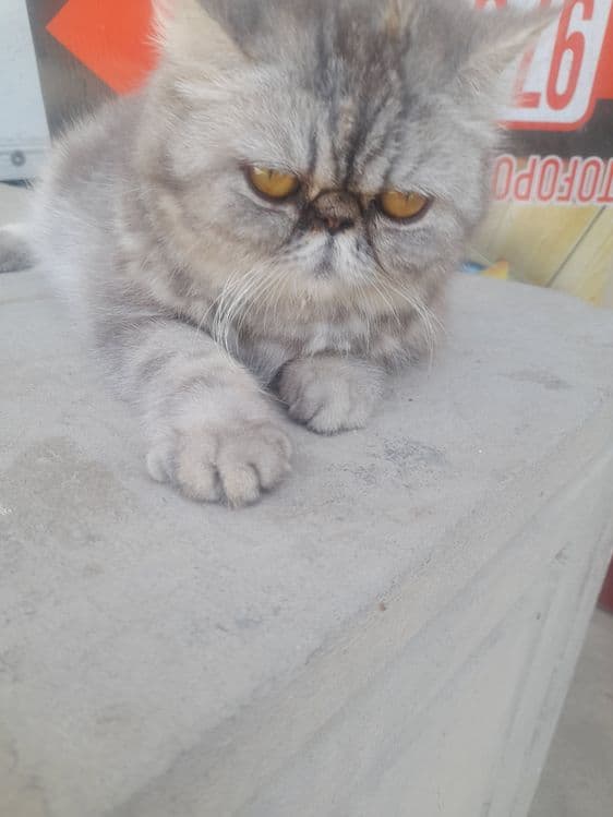 Кошка персинское — 3