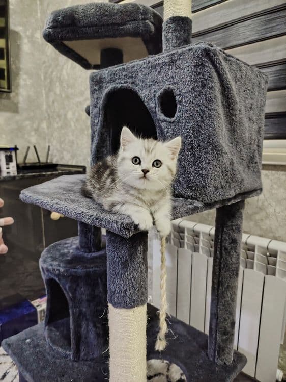 Скотиш Фолд и Страйт — 2