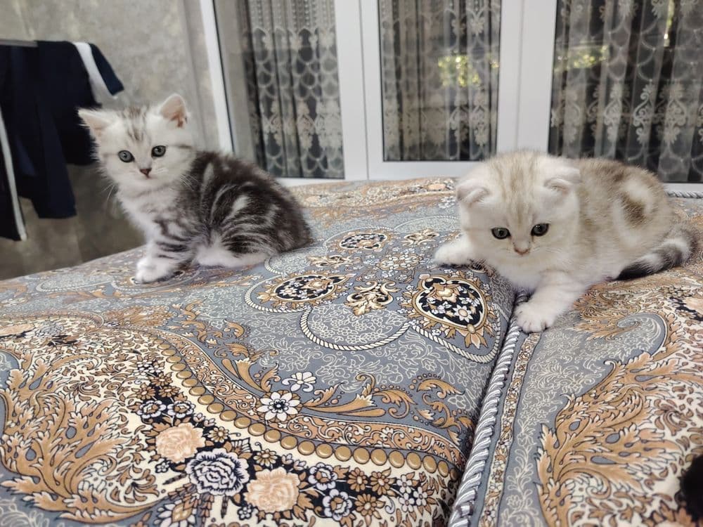 Скотиш Фолд и Страйт — 3
