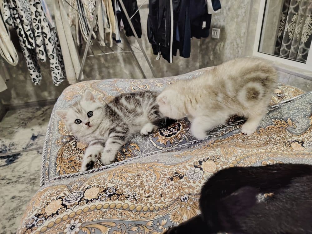 Скотиш Фолд и Страйт — 4