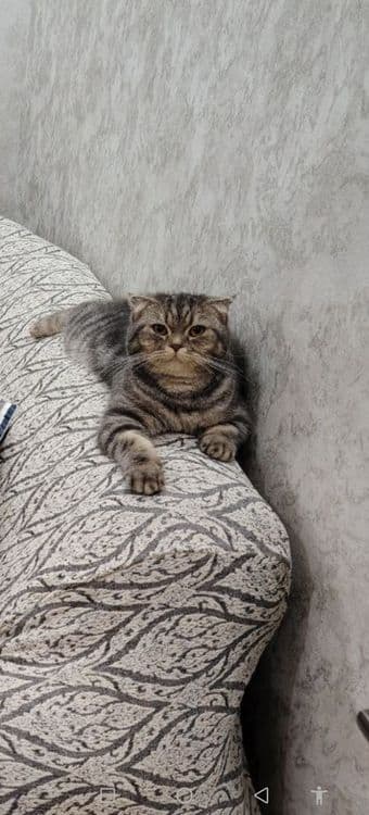 Скотиш Фолд и Страйт — 6