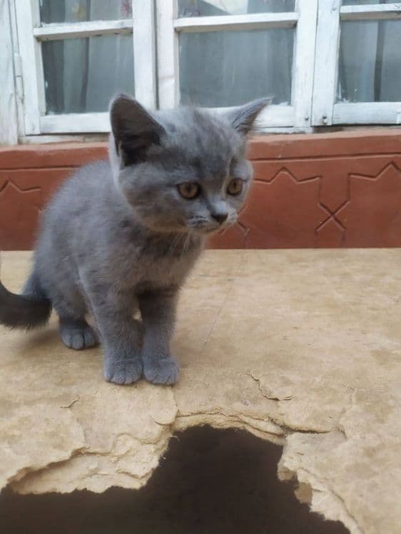 Британский кот чистий — 1