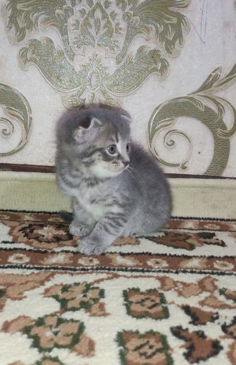 Мушукча сотилади — 2