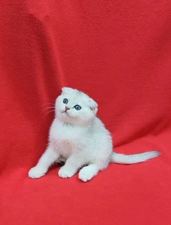 Мальчик скоттиш фолд серебристая шиншилла — 2