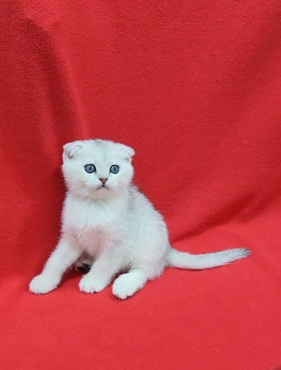 Мальчик скоттиш фолд серебристая шиншилла — 3