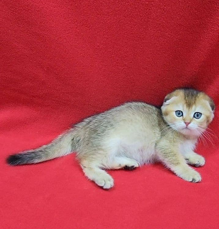 мальчик скоттиш фолд золотая шиншилла — 2