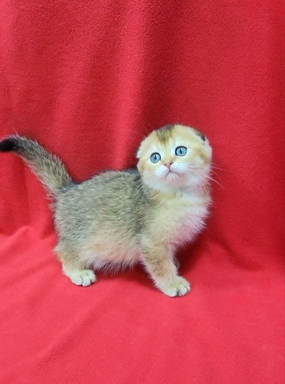 мальчик скоттиш фолд золотая шиншилла — 3