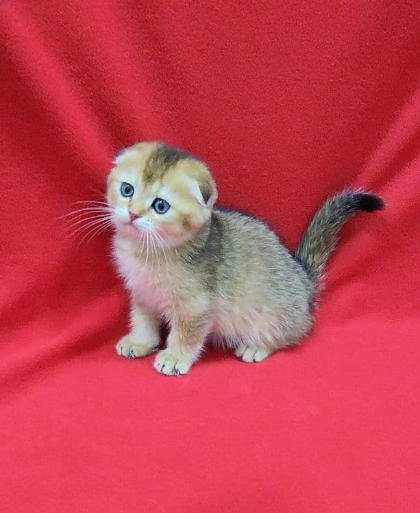 мальчик скоттиш фолд золотая шиншилла — 4