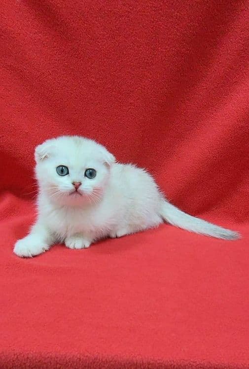 Скоттиш фолд девочка серебристая шиншила табби — 3