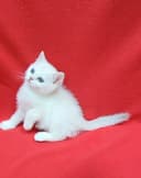 Скоттиш страйт Серебристая шиншила девочка