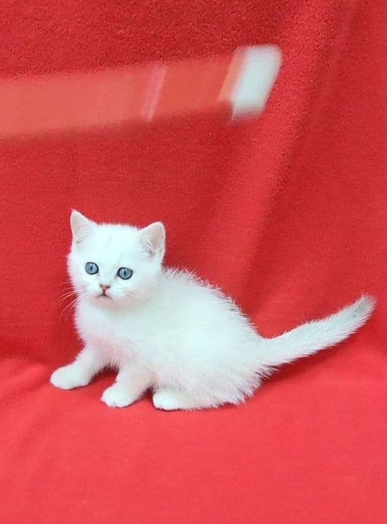 Скоттиш страйт Серебристая шиншила девочка — 2
