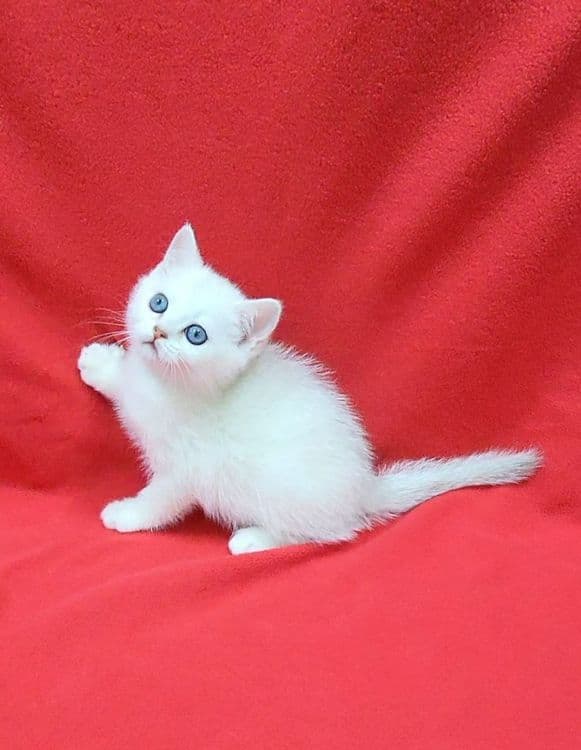 Скоттиш страйт Серебристая шиншила девочка — 3