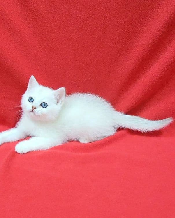Скоттиш страйт Серебристая шиншила девочка — 4