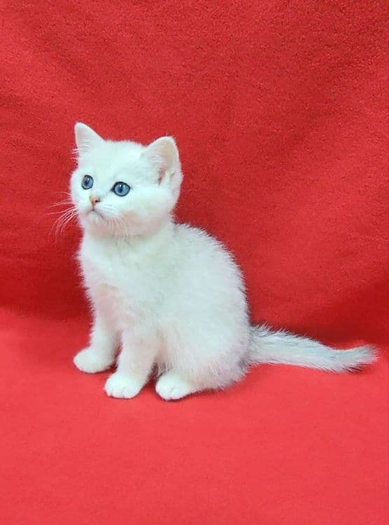 скоттиш страйт Серебристая шиншила девочка — 2