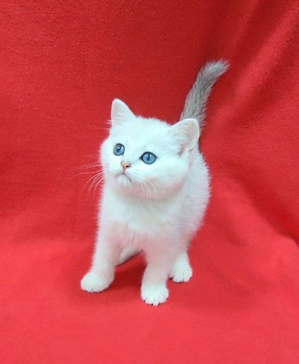 скоттиш страйт Серебристая шиншила девочка — 3