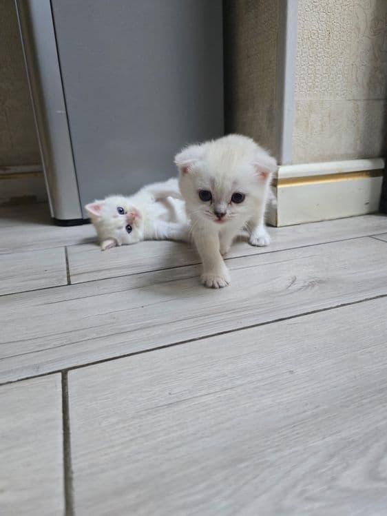 Очаровательные котята скоттишь страйт и скотишь фолд шиншила — 3