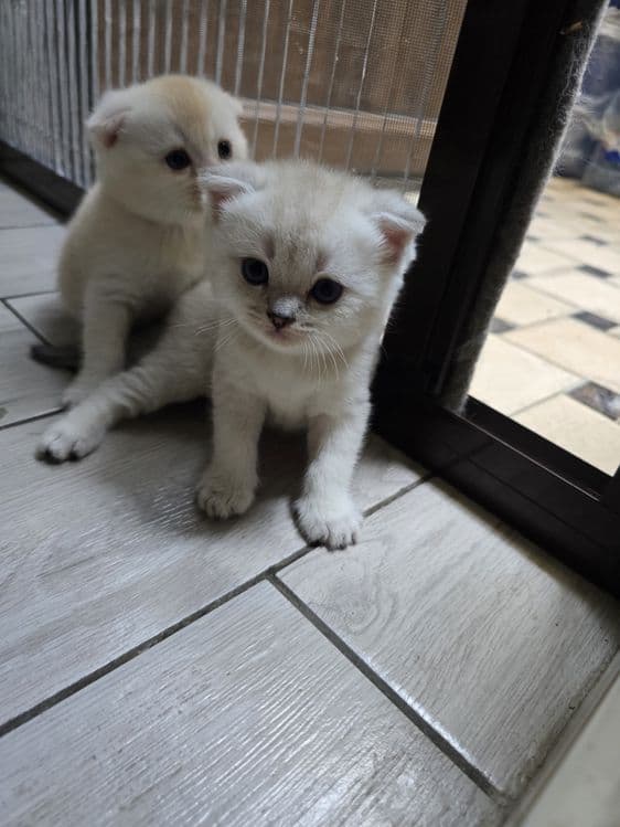 Очаровательные котята скоттишь страйт и скотишь фолд шиншила — 5