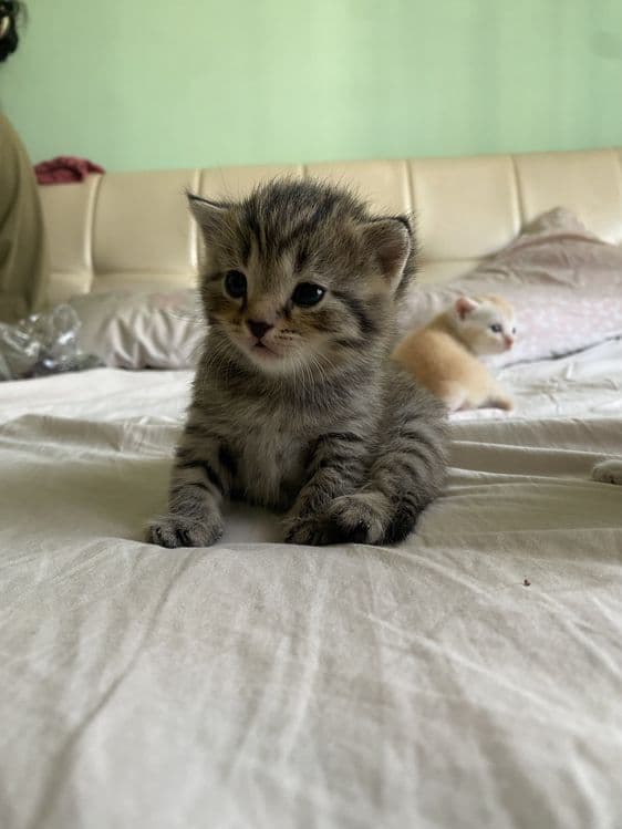 Котята фолдики и страйдики — 2