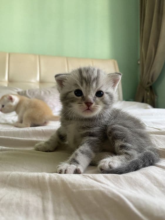 Котята фолдики и страйдики — 3