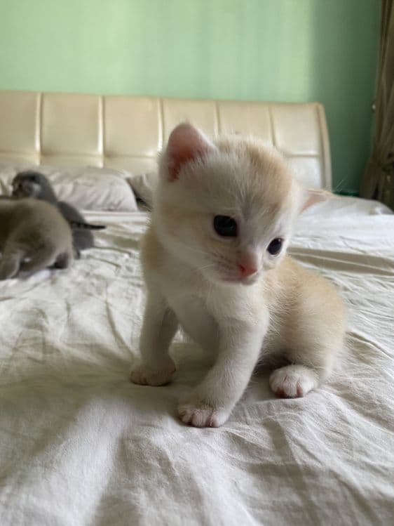 Котята фолдики и страйдики — 4