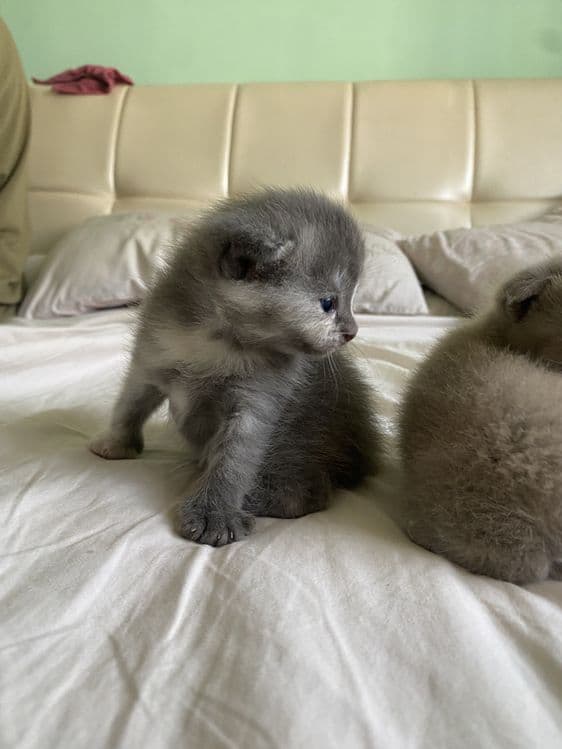 Котята фолдики и страйдики — 5