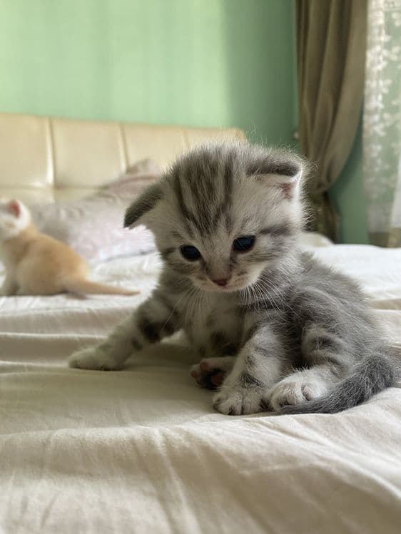 Котята фолдики и страйдики — 6
