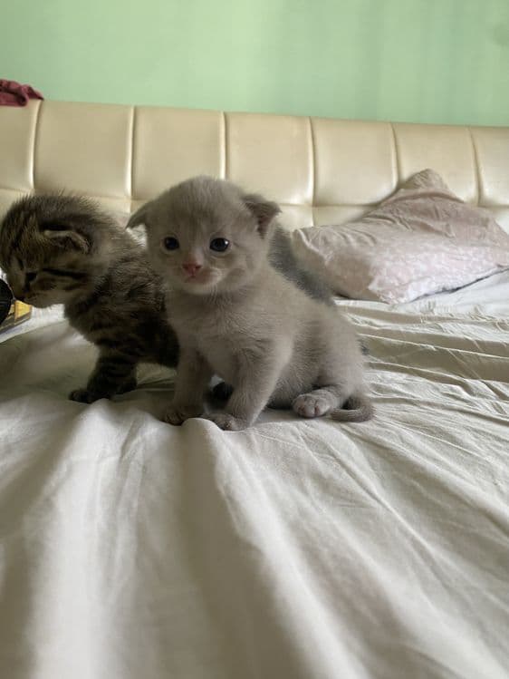 Котята фолдики и страйдики — 7