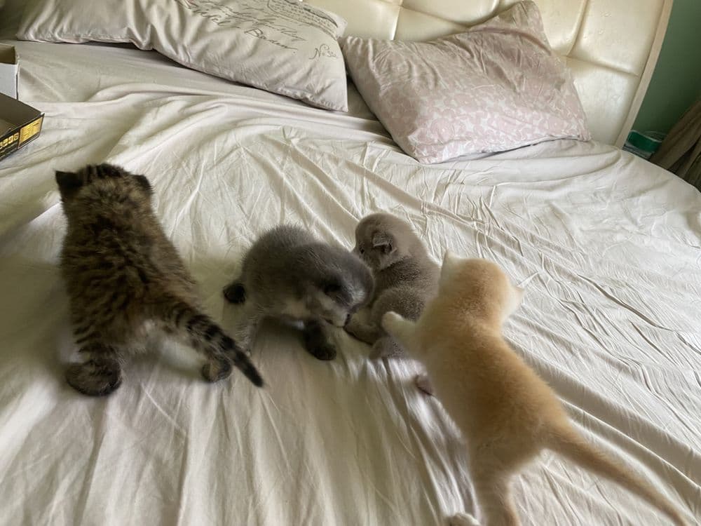 Котята фолдики и страйдики — 8