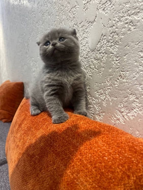 Продается девочка скотиш фолд — 3