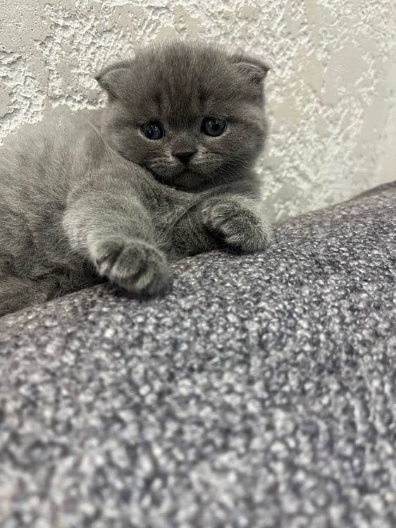 Продается девочка скотиш фолд — 4
