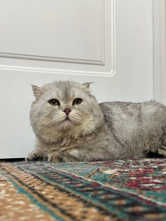 Scottish fold sotiladi. — 1