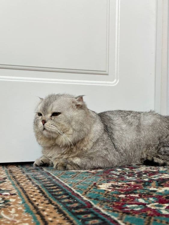 Scottish fold sotiladi. — 2