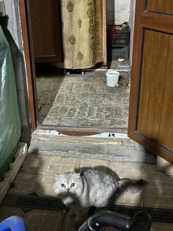 Scottish fold sotiladi. — 3