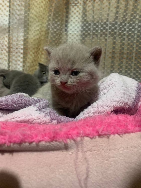 Готовятся к продаже котята скоттиш страйк — 3