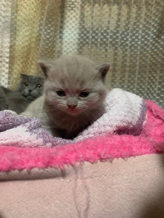 Готовятся к продаже котята скоттиш страйк — 4
