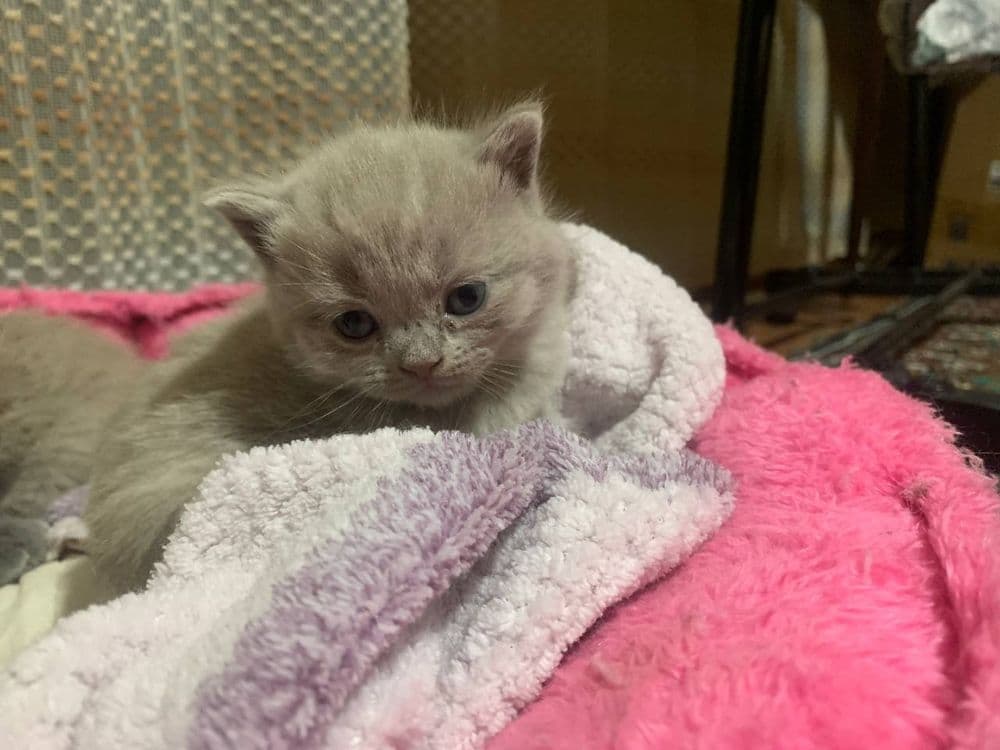 Готовятся к продаже котята скоттиш страйк — 5