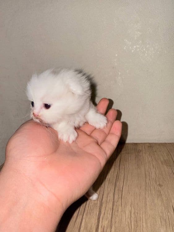 Скоттиш фолд кошка — 2