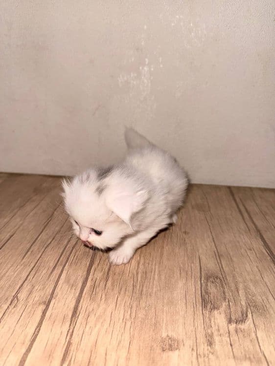 Скоттиш фолд кошка — 3