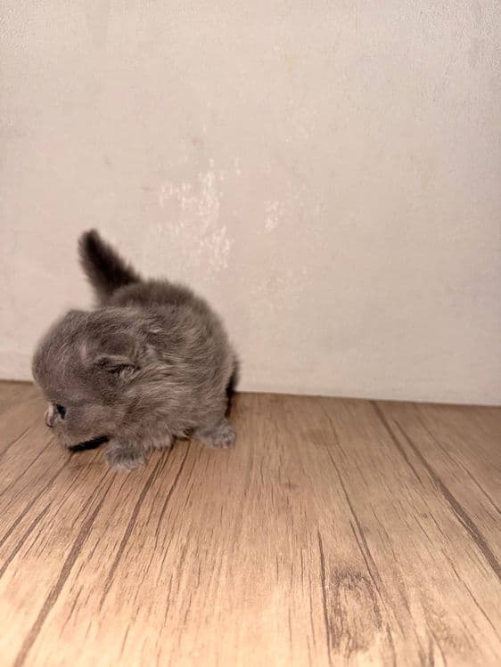 Скоттиш фолд кошка — 4