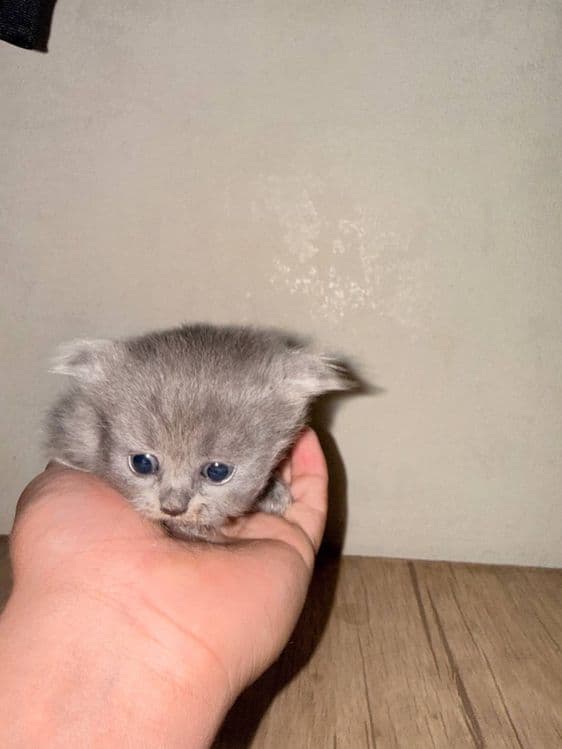 Скоттиш фолд кошка — 5