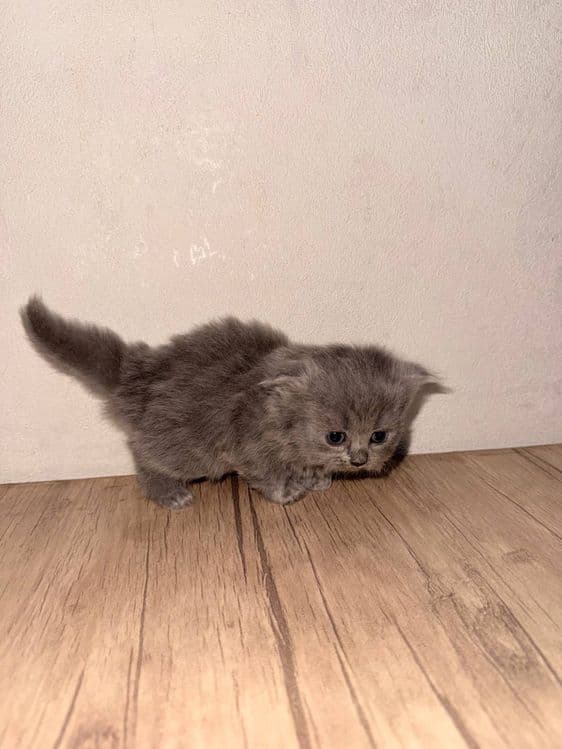 Скоттиш фолд кошка — 6